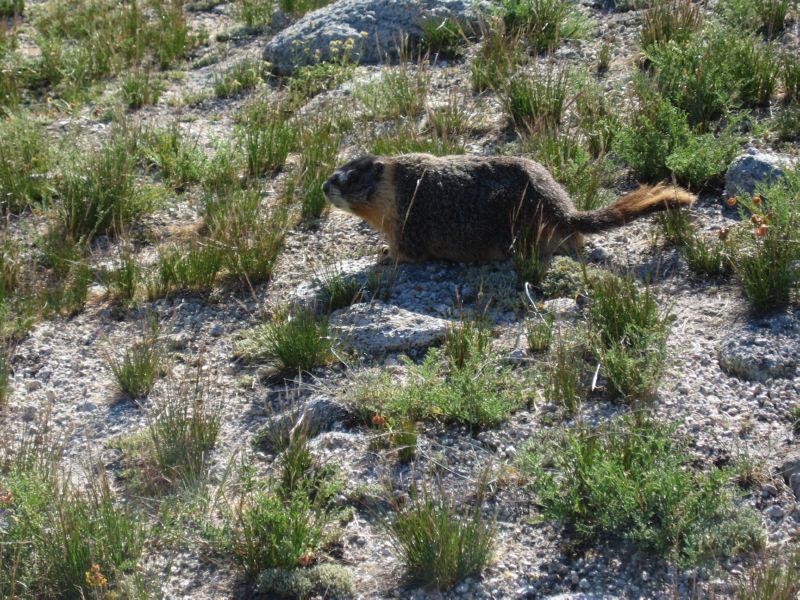 2008-08-05 Hoff (33) Friendly Marmot